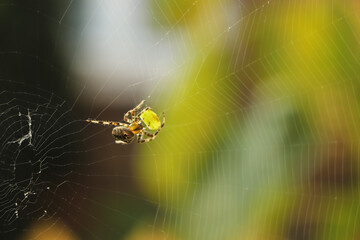 Close up of a false widow spinning an intricate web