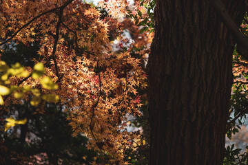 散り始めた冬のモミジ