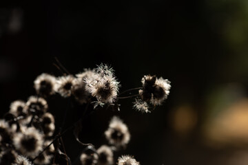 冬の草花の綿毛