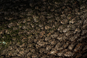 ヒマラヤスギの樹皮