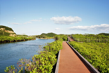 Obraz premium Lush green mangroves trail in tropical coastal swamp in Tanegashima island, Kagoshima, Japan - 鹿児島 種子島 マングローブパーク