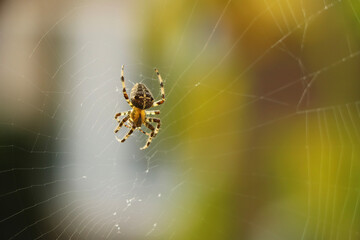 Close up of a false widow spinning an intricate web