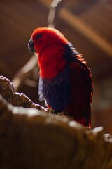 Parrot on Branch