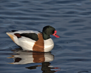 Common shelduck swimming on a pond.