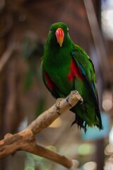 Parrot on Branch