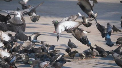 Flock of pigeons in slow motion 180fps