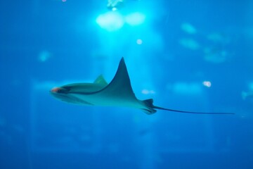 Manta Ray in Aquarium