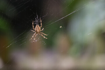 Close up of a false widow spinning an intricate web