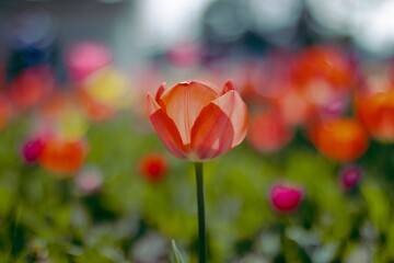 Obraz premium Red Flower with bokeh