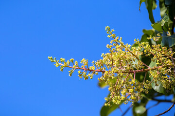The mango bouquet or mango flower is blooming full on the mango trees in the garden