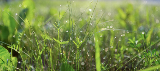 Green grass morning spring or summer meadow background