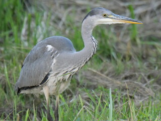 blue heron hunting