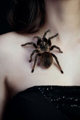 brown hairy fluffy tarantula spider sitting on girl's collarbone close up top view