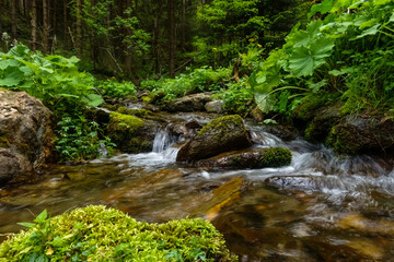 nice flowing brook with rocks in a green forest