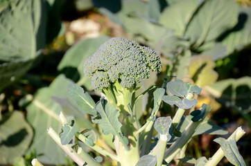 the ripe green brooklyn flower plant seedlings in the garden.