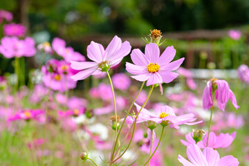 Colorful Flowers - Cosmos Flowers