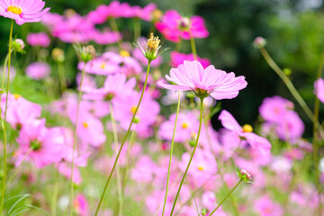 Colorful Flowers - Cosmos Flowers