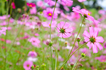 Colorful Flowers - Cosmos Flowers