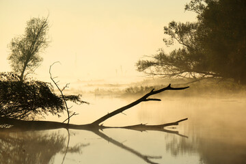 Foggy sunrise by the Odra River