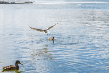 Fototapeta na wymiar Seagull and duck on the lake, summer Kazan, Tatarstan