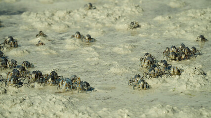 Crabs move along the sand during low tide. Blue soldier crabs on Beach. Bohol, Philippines.