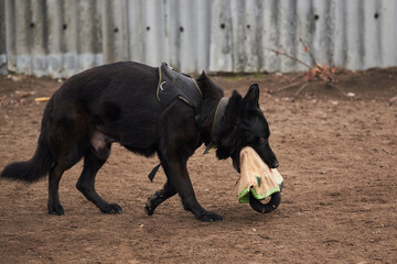 Training of service dog breeds. Black large male German shepherd of working breeding runs with sleeve in his mouth on sports training dog Playground.