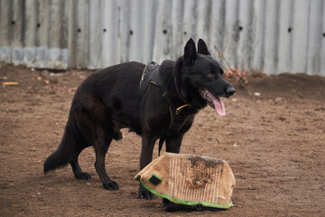 Sports training dog Playground in kennel of service German shepherds. Charming high bred dog. Large male black German shepherd of working breeding guards his large soft canine pillow.