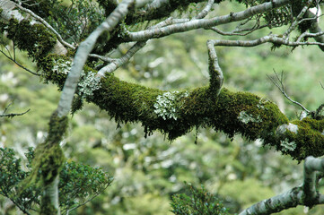 Moss grows on the branches of a tree