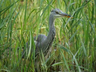 blue heron hiding in reed