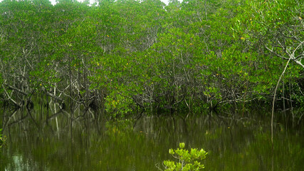 Mangrove trees in the water on a tropical island. An ecosystem in the Philippines, a mangrove forest. Mindanao, Philippines.