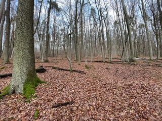 Waldboden im Schurwald im Dezember