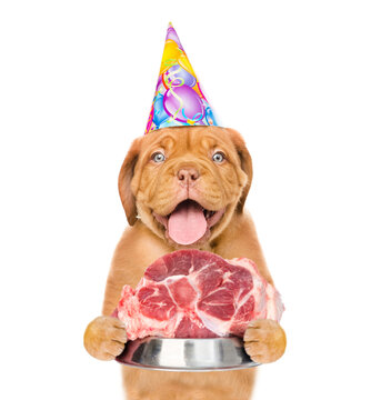 Puppy wering party cap holds bowl of raw meat. isolated on white background