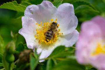 Eine Biene sitzt in der Blüte einer Heckenrose