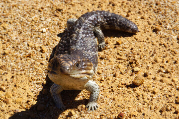 Tiliqua rugosa, the western shingleback or bobtail lizard, near Jerramungup in Western Australia, frontal view