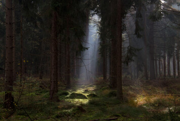 Fairy tale forest: sunray in a dark pine forest lightens up spot on moss, in the distance light...