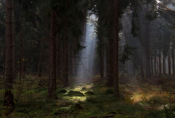 Fairy tale forest: sunray in a dark pine forest lightens up spot on moss, in the distance light between the treestems