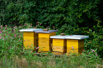 Gelbe Bienenst&ouml;cke stehen im Sommer vor einer gr&uuml;nen Hecke (Imkerei)