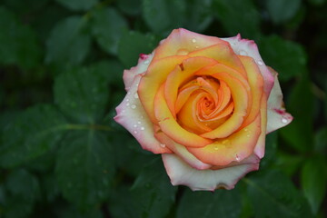 Yellow roses in the garden. Fresh beautiful flowers. Bright yellow pink roses. Summer nature background.