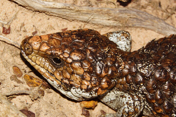 Head of Tiliqua rugosa, the western shingleback or bobtail lizard, near Cranbrook in Western Australia