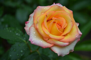Yellow roses in the garden. Fresh beautiful flowers. Bright yellow pink roses. Summer nature background.