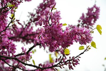 Cercis siliquastrum blooming tree. Pink flowers background. Judas tree branches in pink blossom. Beautiful summer nature.