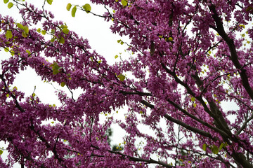 Cercis siliquastrum blooming tree. Pink flowers background. Judas tree branches in pink blossom. Beautiful summer nature.