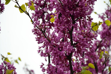 Cercis siliquastrum blooming tree. Pink flowers background. Judas tree branches in pink blossom. Beautiful summer nature.