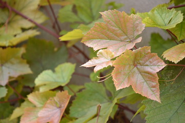 Grapes leaves in the garden. Fresh young grape vine branches with pink leaves. Summer nature background.
