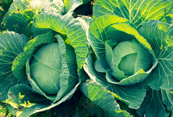 Green cabbage in growth at vegetable garden