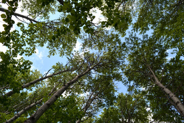 Summer forest in Russia. View from below on tall trees with green leaves.