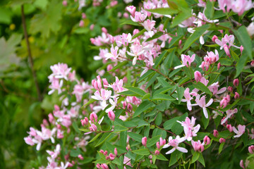 Kolkwitzia blooming bush. Pink flowers background. Beauty bush branches in pink blossom. Beautiful summer nature.