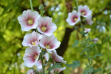 Obraz na płótnie Canvas Malva flowers in the garden. Malva silvestris fresh beautiful flowers. Summer nature background.