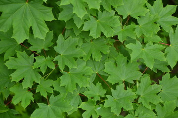 Fototapeta na wymiar Maple tree foliage. Fresh green maple leaves. Park or forest nature background.