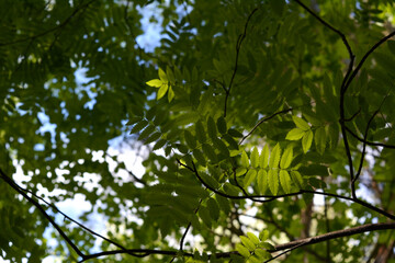 Fototapeta premium Green leaves of rowan tree are illuminated by sunlight